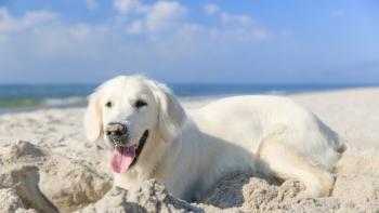 AL MARE CON IL TUO CANE